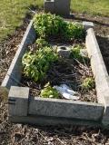 image of grave number 239557